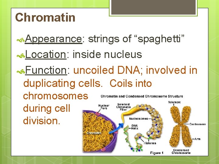 Chromatin Appearance: strings of “spaghetti” Location: inside nucleus Function: uncoiled DNA; involved in duplicating