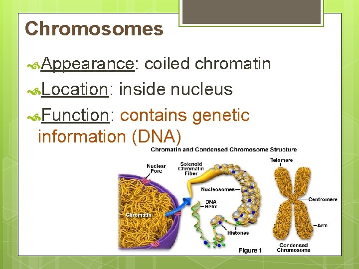 Chromosomes Appearance: coiled chromatin Location: inside nucleus Function: contains genetic information (DNA) 