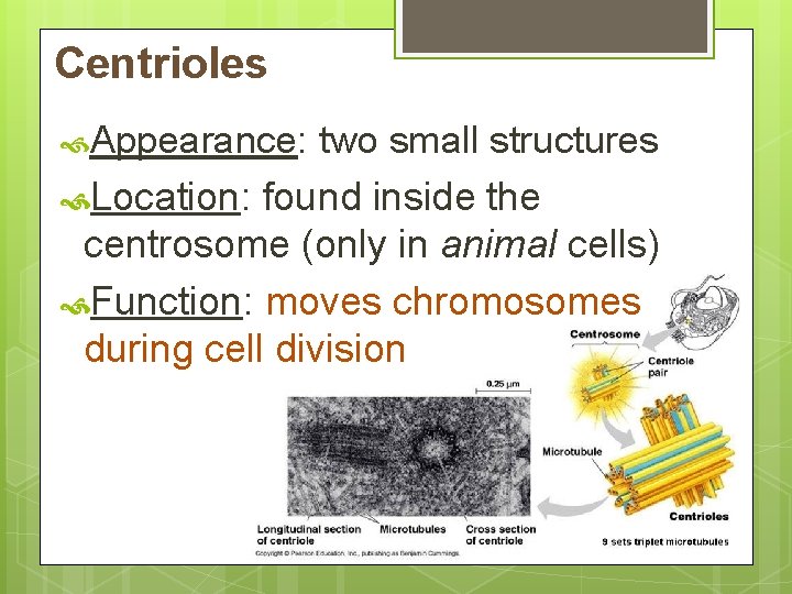 Centrioles Appearance: two small structures Location: found inside the centrosome (only in animal cells)