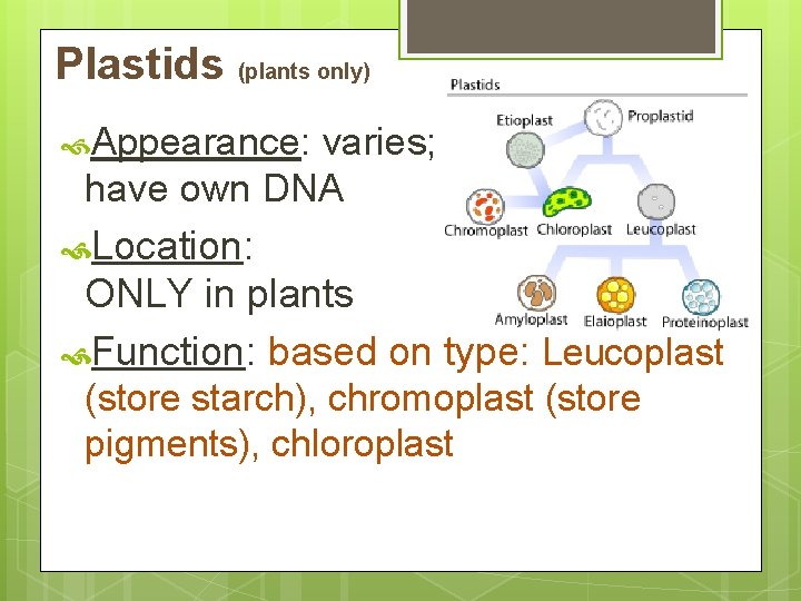 Plastids (plants only) Appearance: varies; have own DNA Location: ONLY in plants Function: based