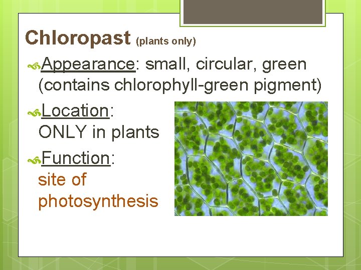 Chloropast (plants only) Appearance: small, circular, green (contains chlorophyll-green pigment) Location: ONLY in plants