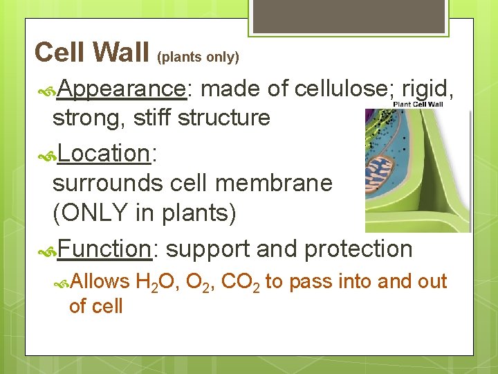 Cell Wall (plants only) Appearance: made of cellulose; rigid, strong, stiff structure Location: surrounds