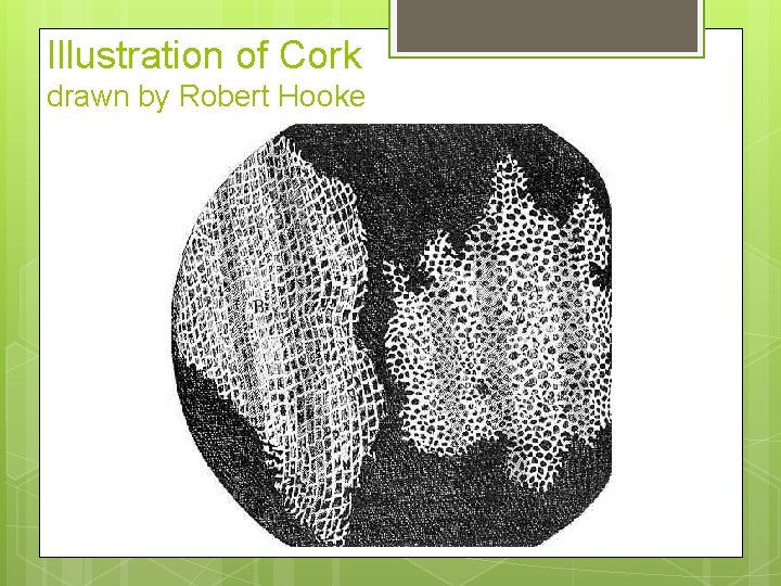 Illustration of Cork drawn by Robert Hooke 
