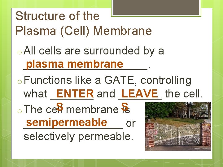 Structure of the Plasma (Cell) Membrane o All cells are surrounded by a plasma