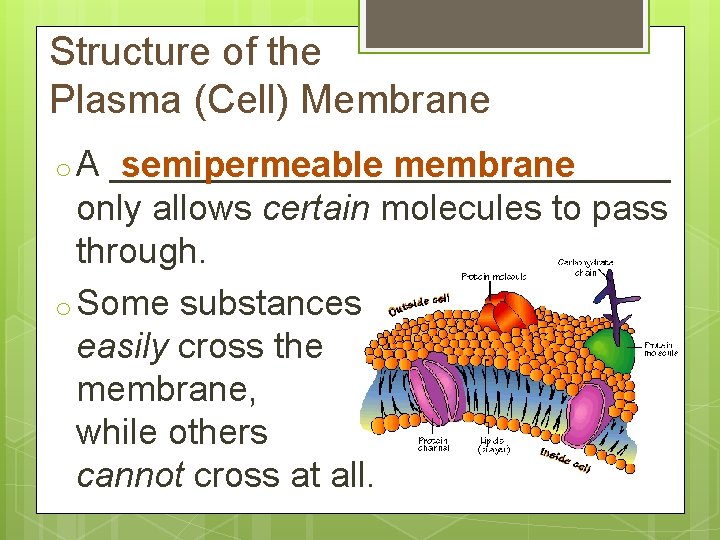 Structure of the Plasma (Cell) Membrane o. A ______________ semipermeable membrane only allows certain