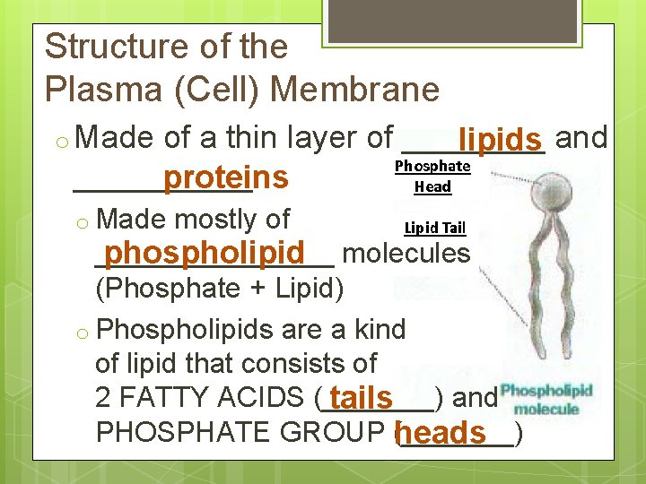 Structure of the Plasma (Cell) Membrane o Made of a thin layer of ____