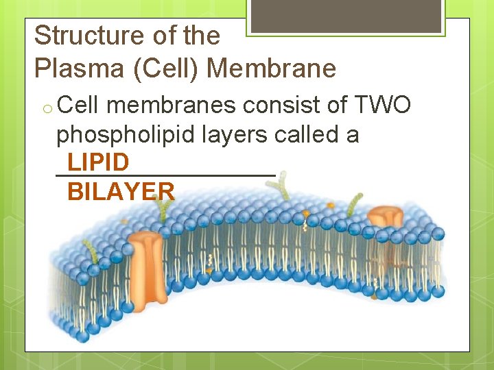 Structure of the Plasma (Cell) Membrane o Cell membranes consist of TWO phospholipid layers