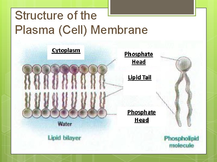 Structure of the Plasma (Cell) Membrane 