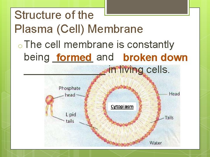 Structure of the Plasma (Cell) Membrane o The cell membrane is constantly being _______