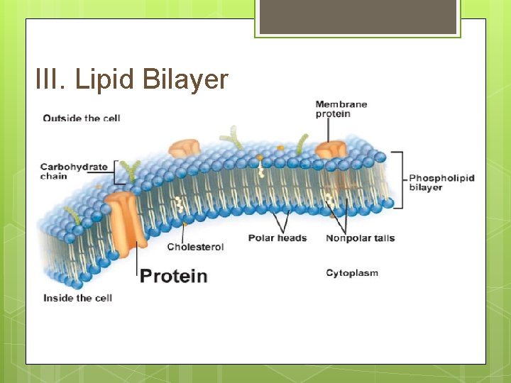 III. Lipid Bilayer 