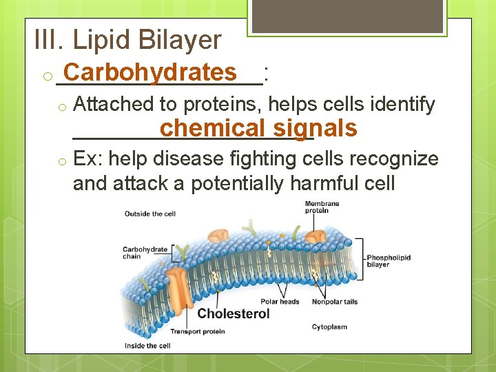III. Lipid Bilayer o ________: Carbohydrates Attached to proteins, helps cells identify ___________ chemical