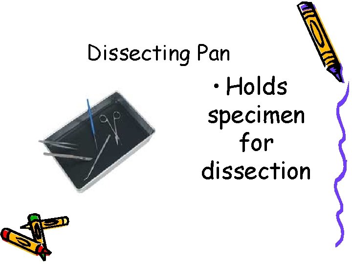 Dissecting Pan • Holds specimen for dissection 