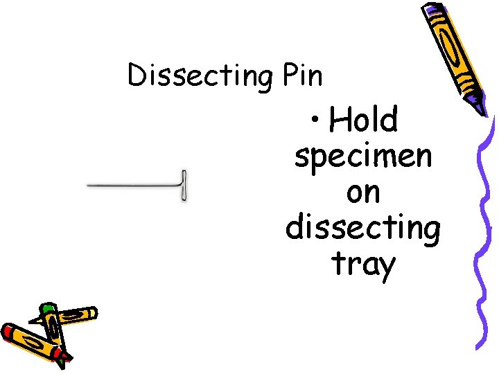 Dissecting Pin • Hold specimen on dissecting tray 
