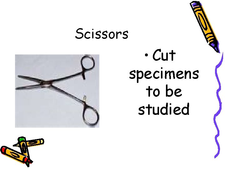 Scissors • Cut specimens to be studied 