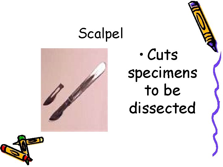Scalpel • Cuts specimens to be dissected 