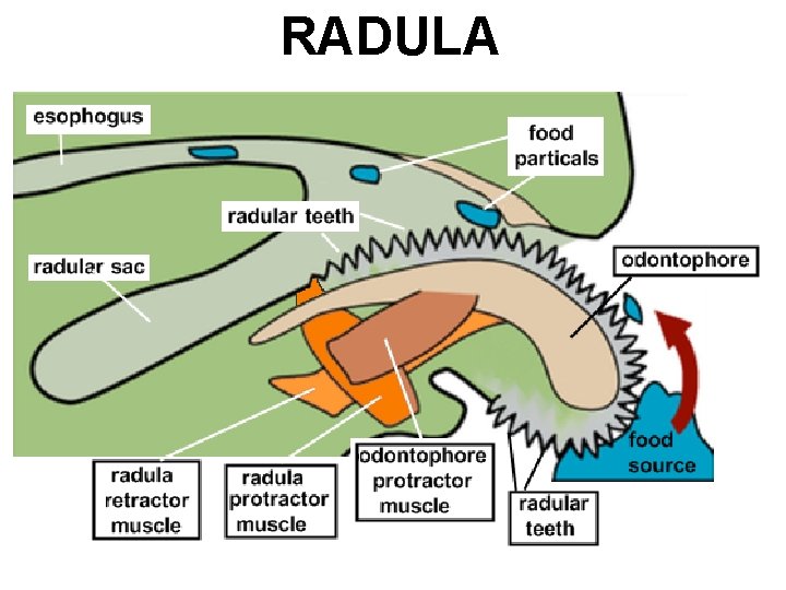 RADULA 