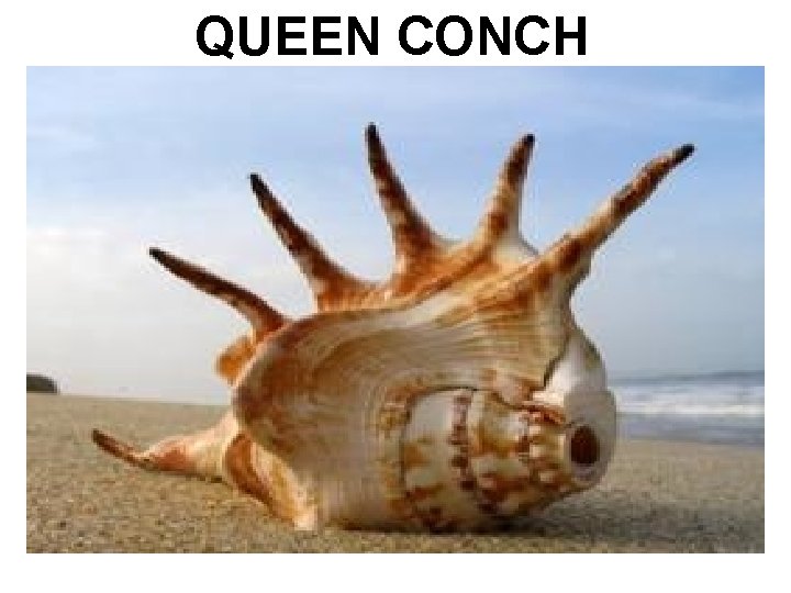 QUEEN CONCH 