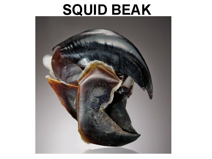 SQUID BEAK 