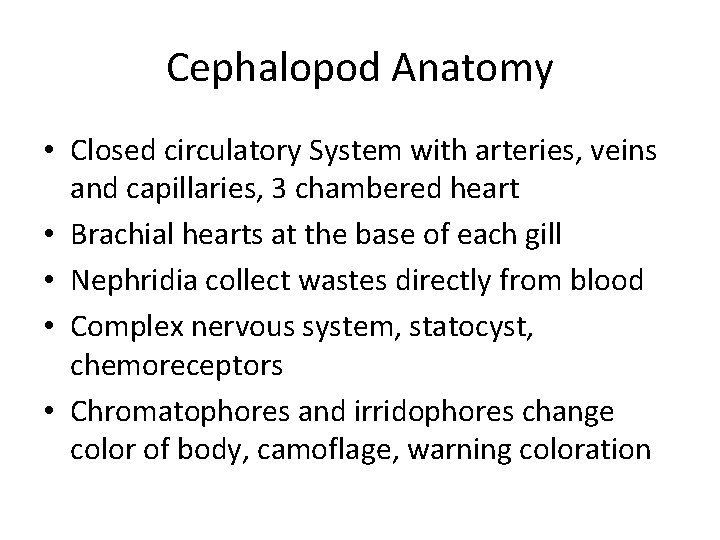 Cephalopod Anatomy • Closed circulatory System with arteries, veins and capillaries, 3 chambered heart