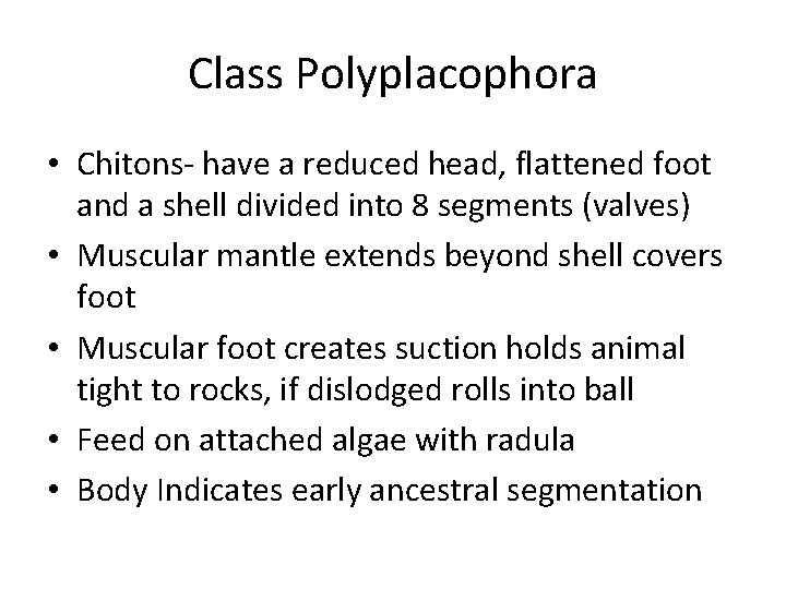 Class Polyplacophora • Chitons- have a reduced head, flattened foot and a shell divided