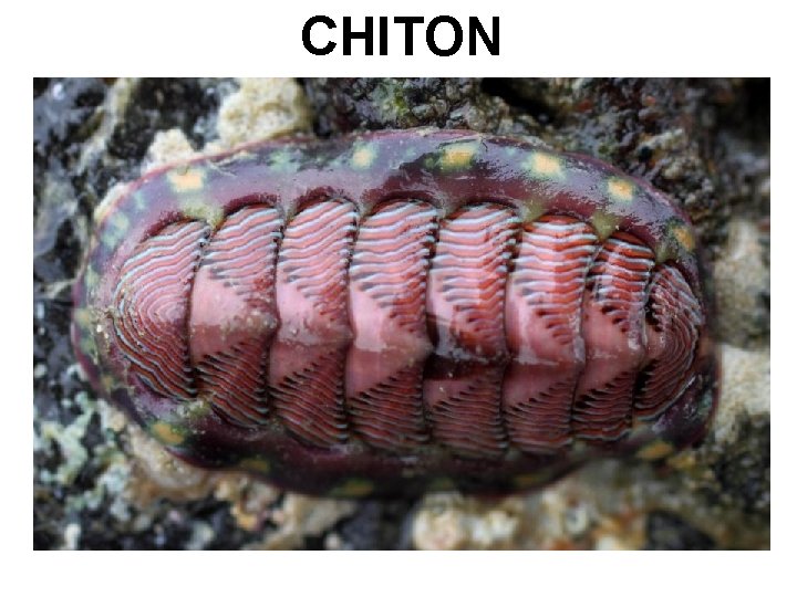 CHITON 