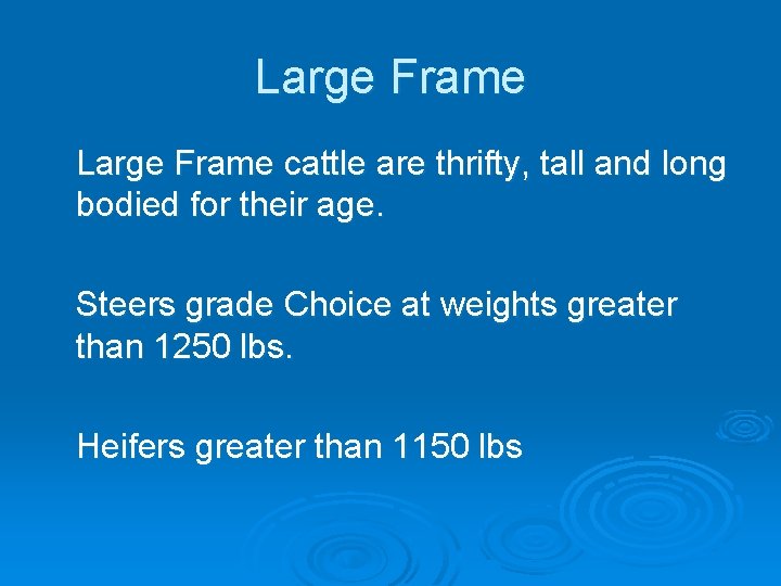 Large Frame cattle are thrifty, tall and long bodied for their age. Steers grade