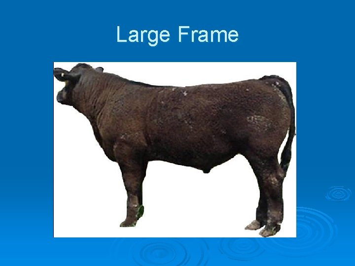 Large Frame 