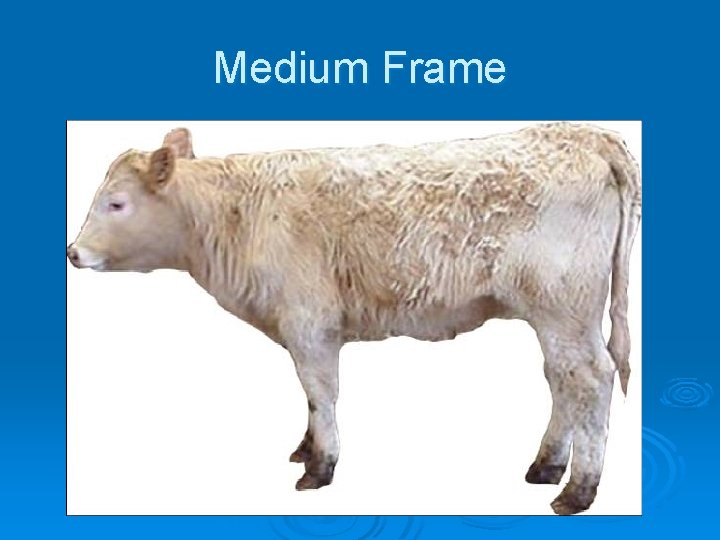 Medium Frame 