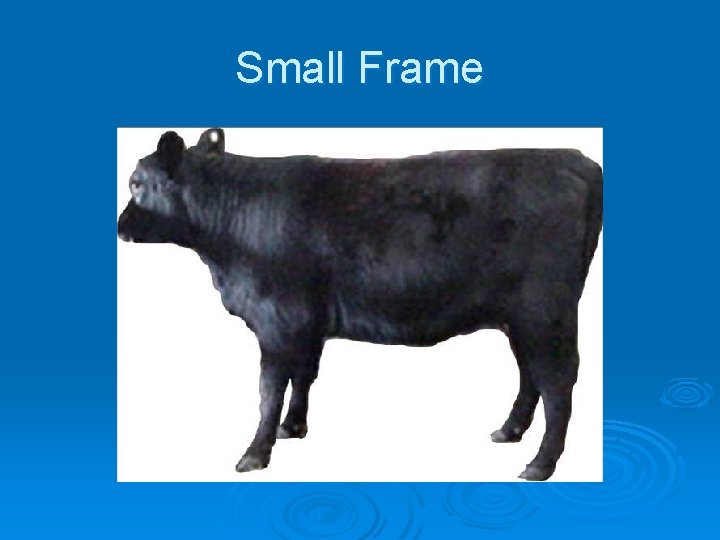 Small Frame 