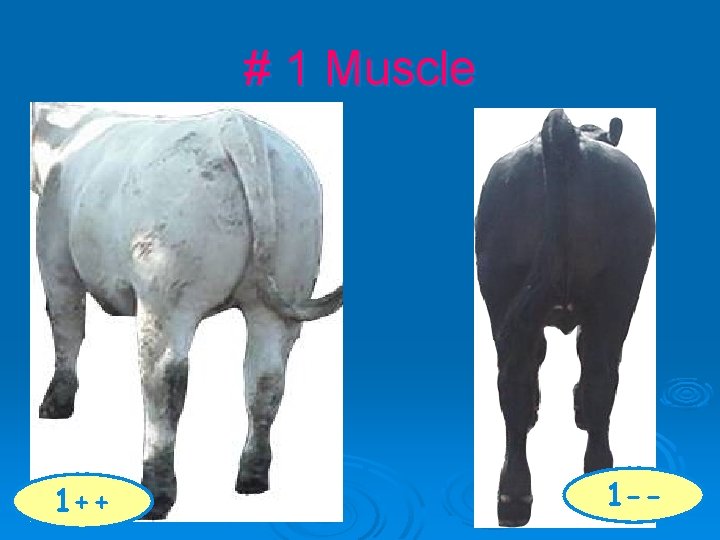 # 1 Muscle 1++ 1 -- 
