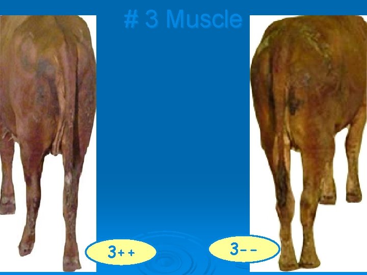 # 3 Muscle 3++ 3 -- 