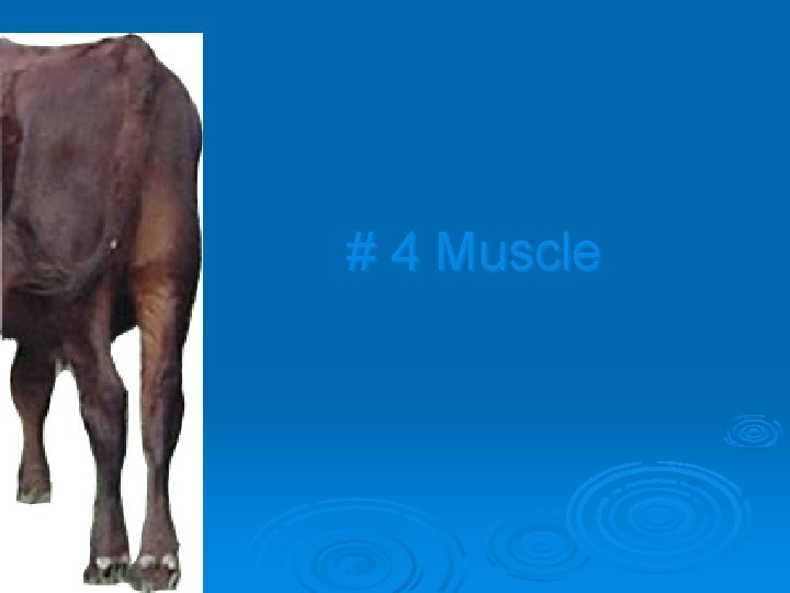 # 4 Muscle 