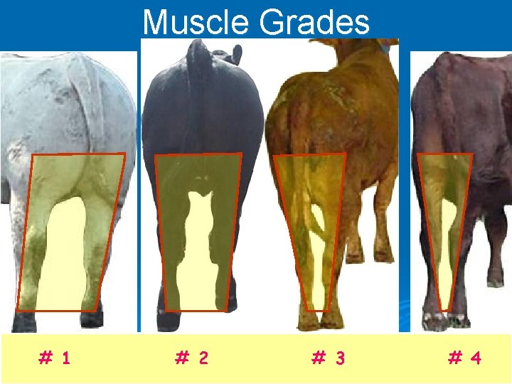 Muscle Grades # 1 # 2 # 3 # 4 