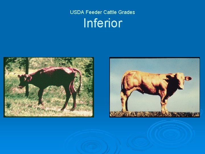 USDA Feeder Cattle Grades Inferior 