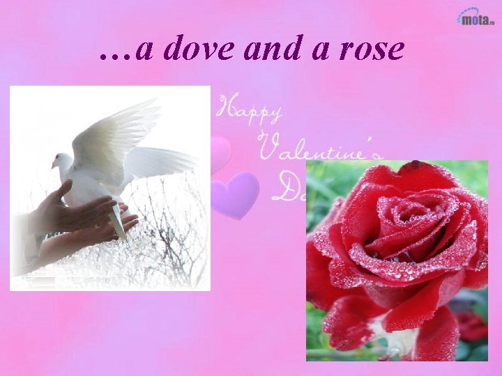 …a dove and a rose 