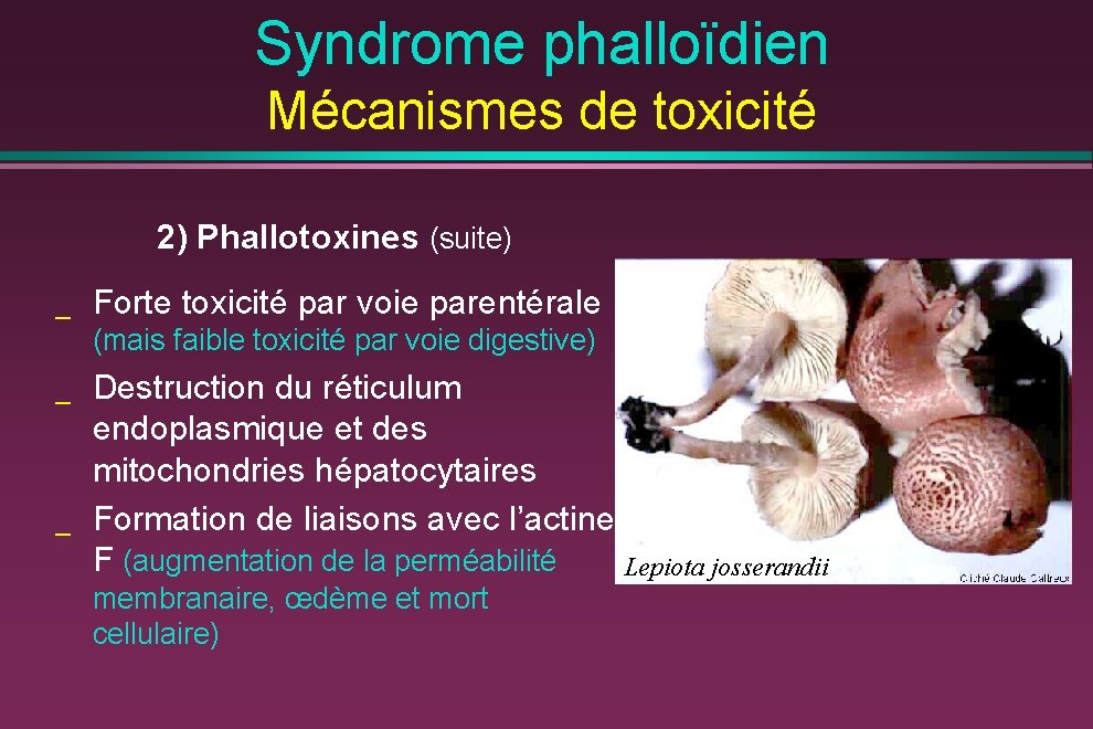 Syndrome phalloïdien Mécanismes de toxicité 2) Phallotoxines (suite) _ Forte toxicité par voie parentérale