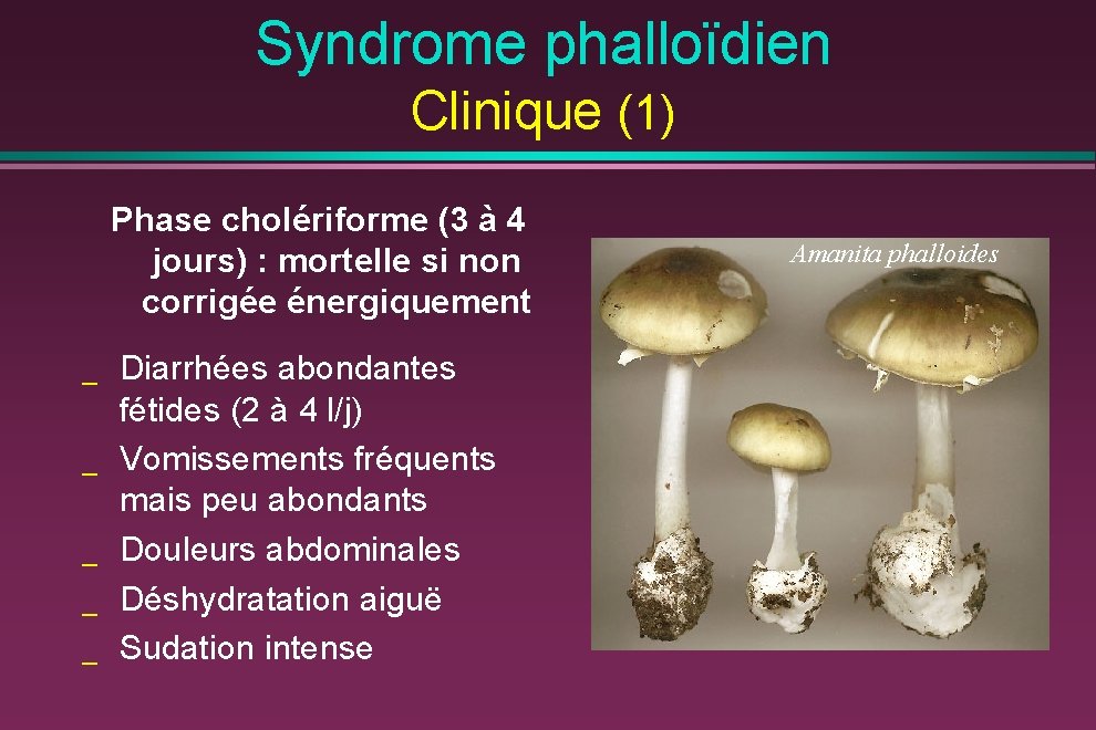 Syndrome phalloïdien Clinique (1) Phase cholériforme (3 à 4 jours) : mortelle si non