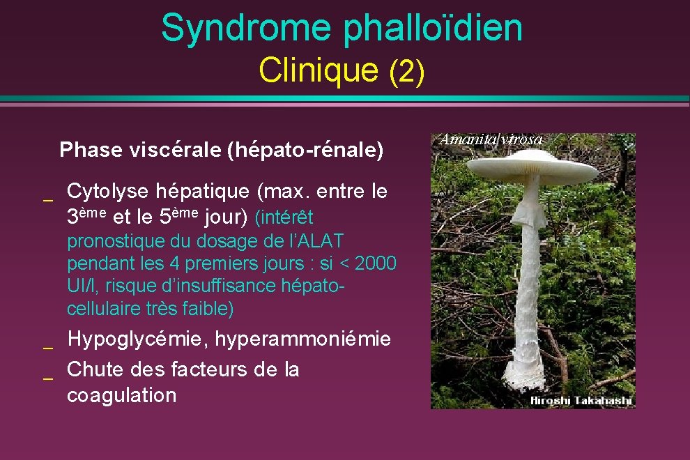 Syndrome phalloïdien Clinique (2) Phase viscérale (hépato-rénale) _ Cytolyse hépatique (max. entre le 3ème