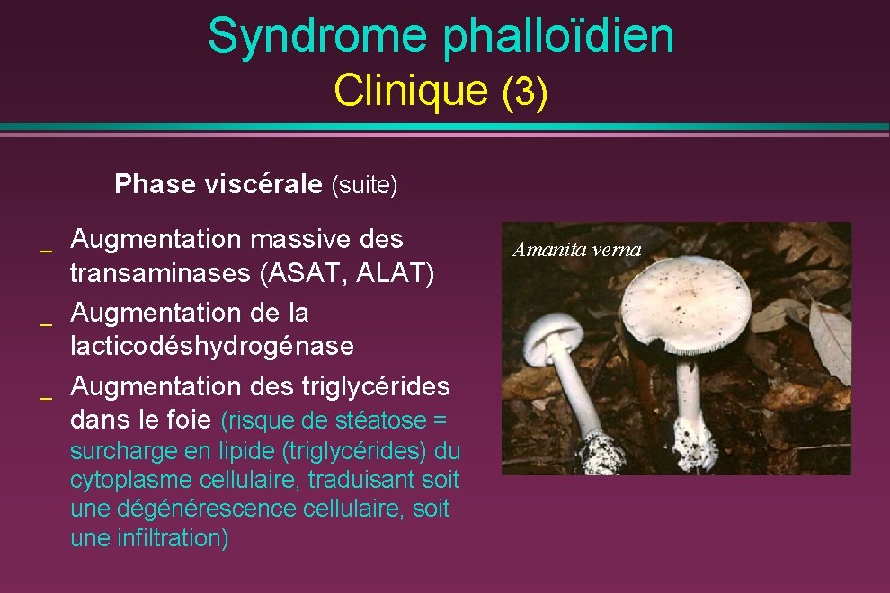 Syndrome phalloïdien Clinique (3) Phase viscérale (suite) _ _ _ Augmentation massive des transaminases