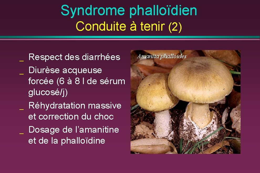 Syndrome phalloïdien Conduite à tenir (2) _ _ Respect des diarrhées Diurèse acqueuse forcée
