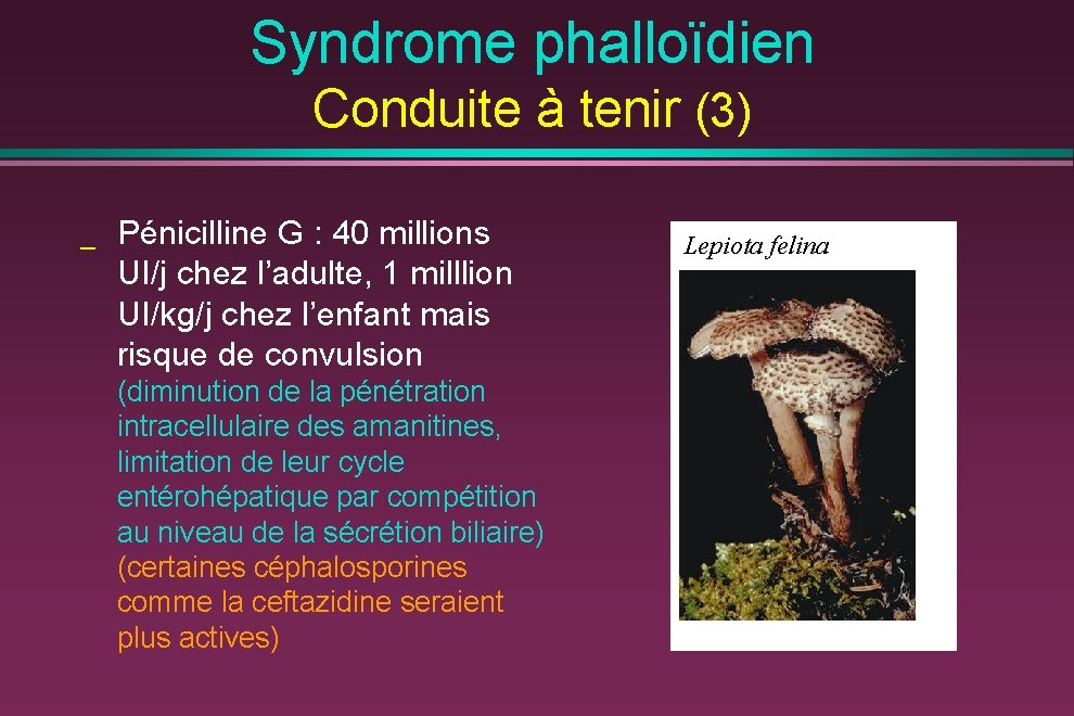 Syndrome phalloïdien Conduite à tenir (3) _ Pénicilline G : 40 millions UI/j chez