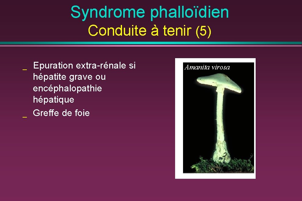 Syndrome phalloïdien Conduite à tenir (5) _ _ Epuration extra-rénale si hépatite grave ou