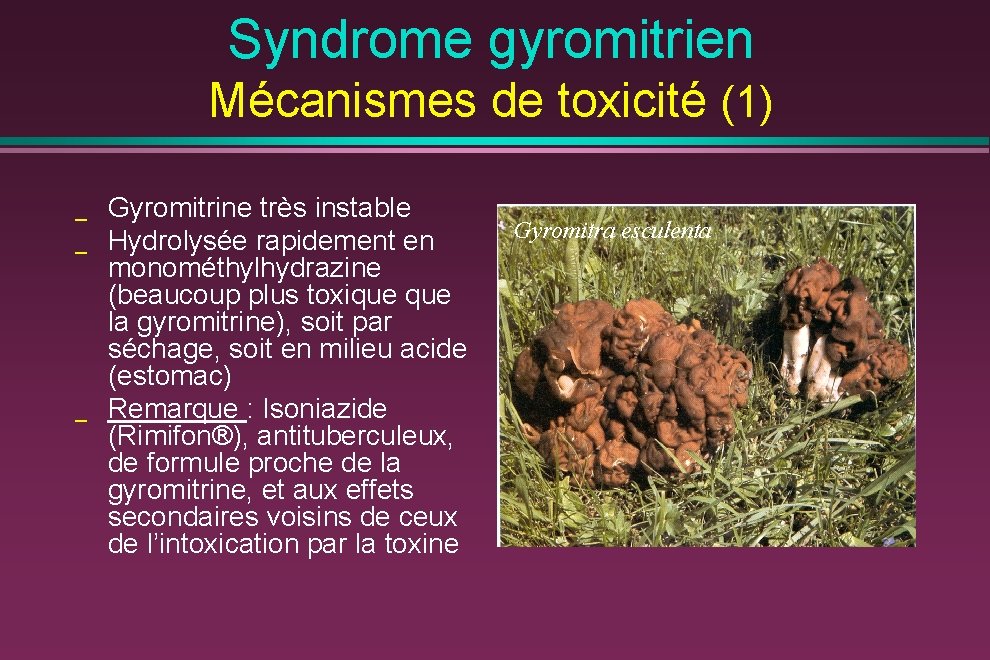 Syndrome gyromitrien Mécanismes de toxicité (1) _ _ _ Gyromitrine très instable Hydrolysée rapidement