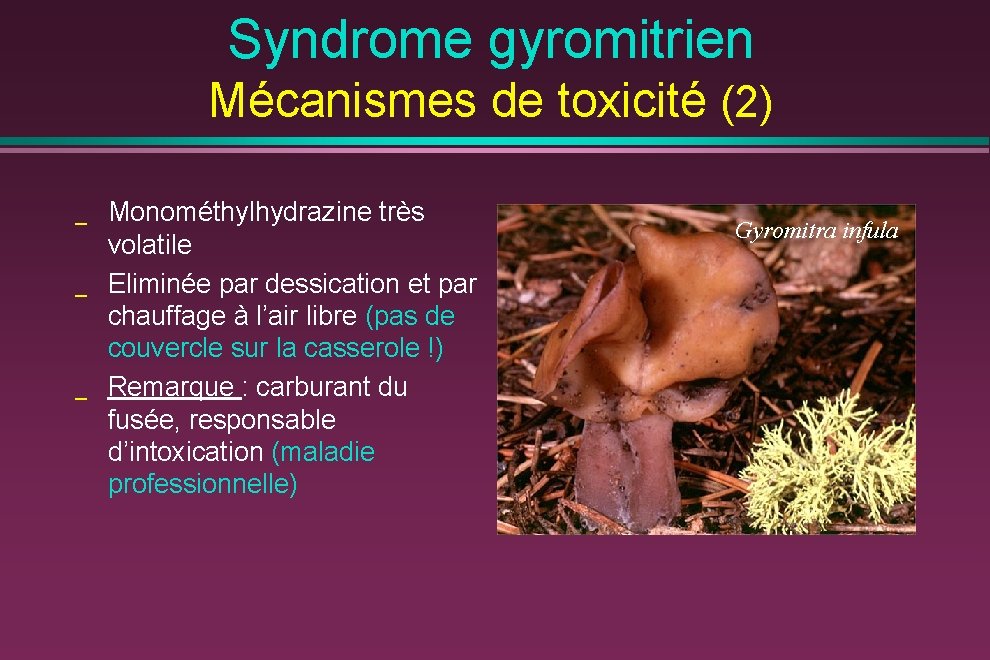 Syndrome gyromitrien Mécanismes de toxicité (2) _ _ _ Monométhylhydrazine très volatile Eliminée par