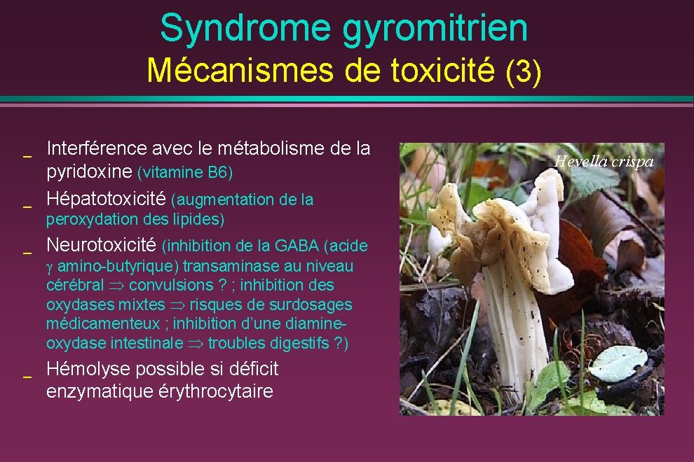 Syndrome gyromitrien Mécanismes de toxicité (3) _ _ Interférence avec le métabolisme de la