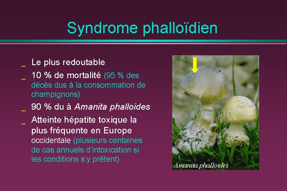 Syndrome phalloïdien _ _ Le plus redoutable 10 % de mortalité (95 % des