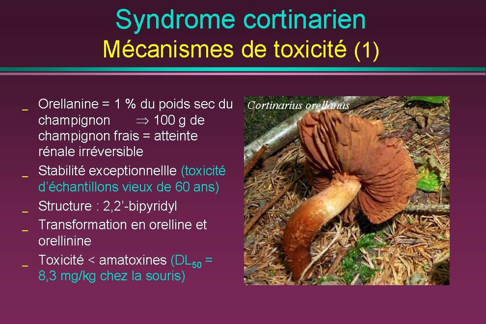 Syndrome cortinarien Mécanismes de toxicité (1) _ _ _ Orellanine = 1 % du