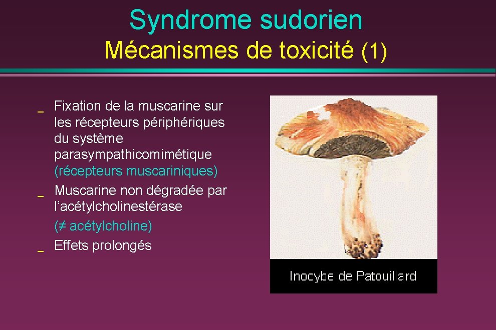 Syndrome sudorien Mécanismes de toxicité (1) _ _ _ Fixation de la muscarine sur