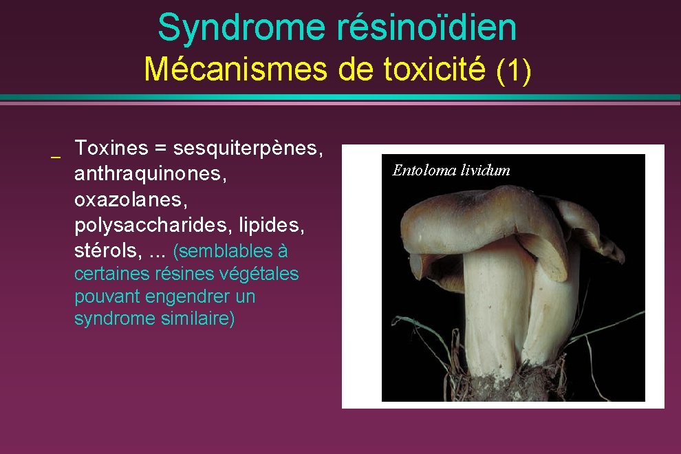 Syndrome résinoïdien Mécanismes de toxicité (1) _ Toxines = sesquiterpènes, anthraquinones, oxazolanes, polysaccharides, lipides,