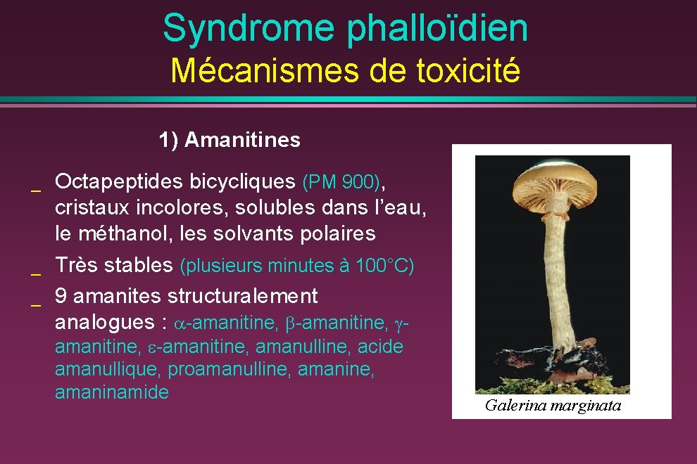 Syndrome phalloïdien Mécanismes de toxicité 1) Amanitines _ _ _ Octapeptides bicycliques (PM 900),